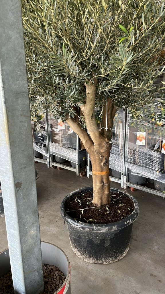 Koopzondag koop nu uw mediteraanse planten, Volle zon, Ophalen of Verzenden, 100 tot 250 cm, Zomer