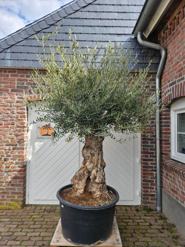DIVERS OLIJFBOMEN IN VERSCHILLENDE MATEN, In pot, Halfschaduw, Ophalen of Verzenden, 100 tot 250 cm