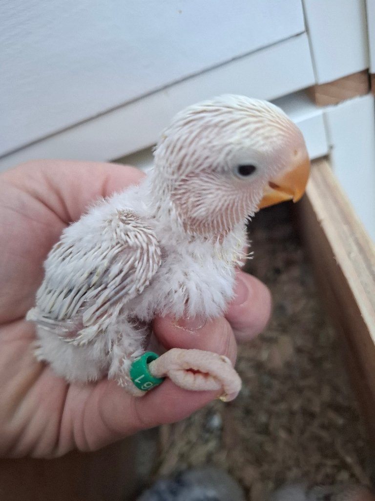 Agapornis roseicollie babys, Geslacht onbekend, Dwergpapegaai of Agapornis, Tam