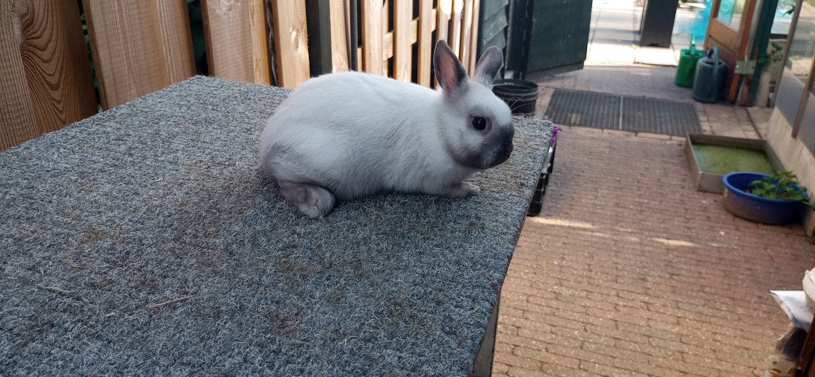 Dwergkonijntjes te koop, Meerdere dieren, Dwerg, 0 tot 2 jaar