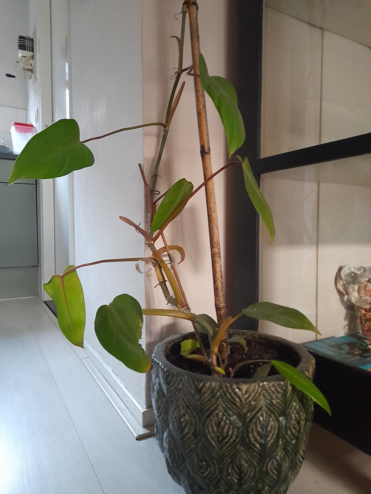 Grote Philodendron Kamerplant met Mosstok, Huis en Inrichting, Ophalen, Overige soorten, Halfschaduw, 150 tot 200 cm