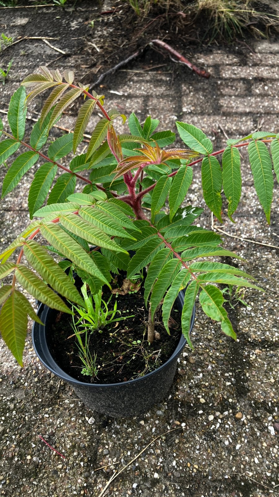 Fluweel boompje, Tuin en Terras, Planten | Bomen, Overige soorten, Minder dan 100 cm, Halfschaduw, Herfst, Ophalen