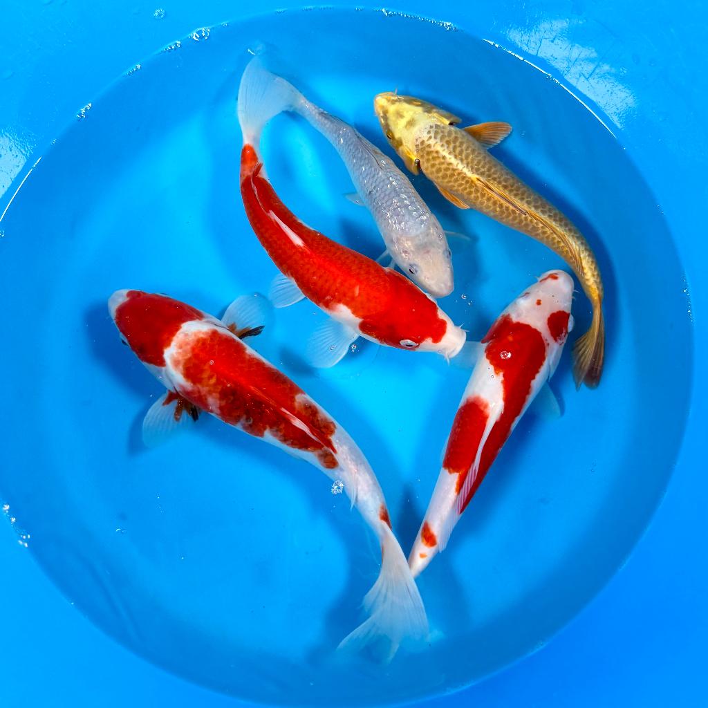 Marusei Nisai mix 25-32cm Japan Koi | Leonie's Nishikigoi, Dieren en Toebehoren, Karper of Koi