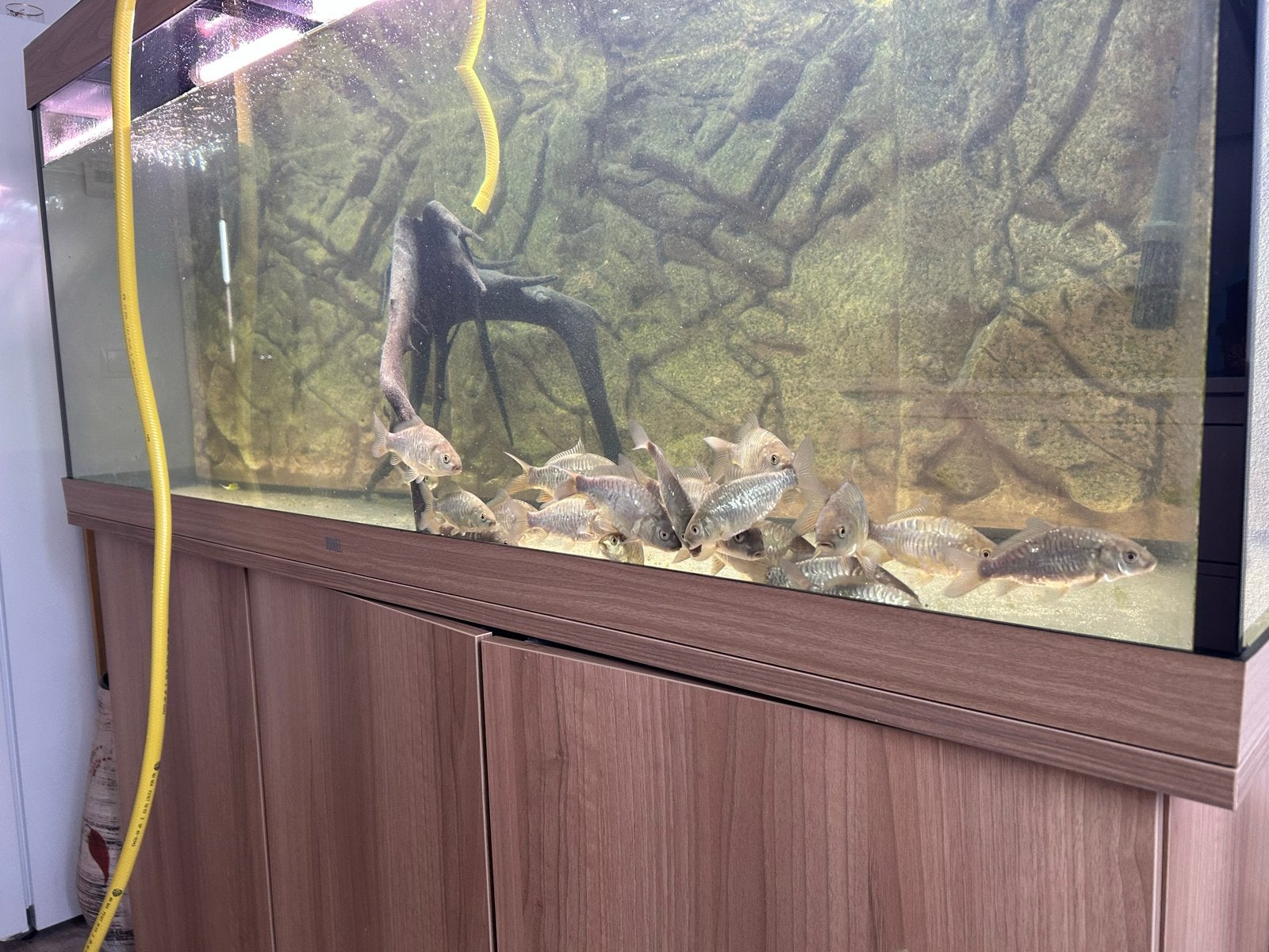 Aquarium Juwel 450, Ophalen, Leeg aquarium