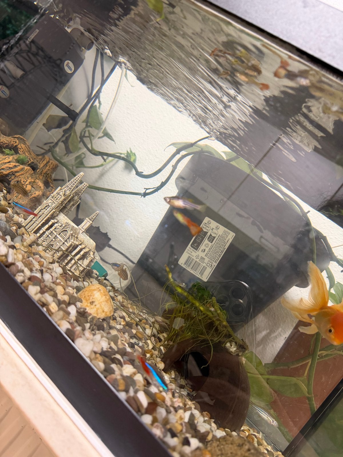Compleet aquarium met vissen en accessoires, Dieren en Toebehoren, Ophalen of Verzenden