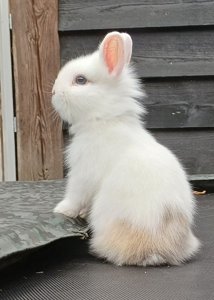 Lieve dwergkonijntjes, Dieren en Toebehoren, Meerdere dieren, Dwerg