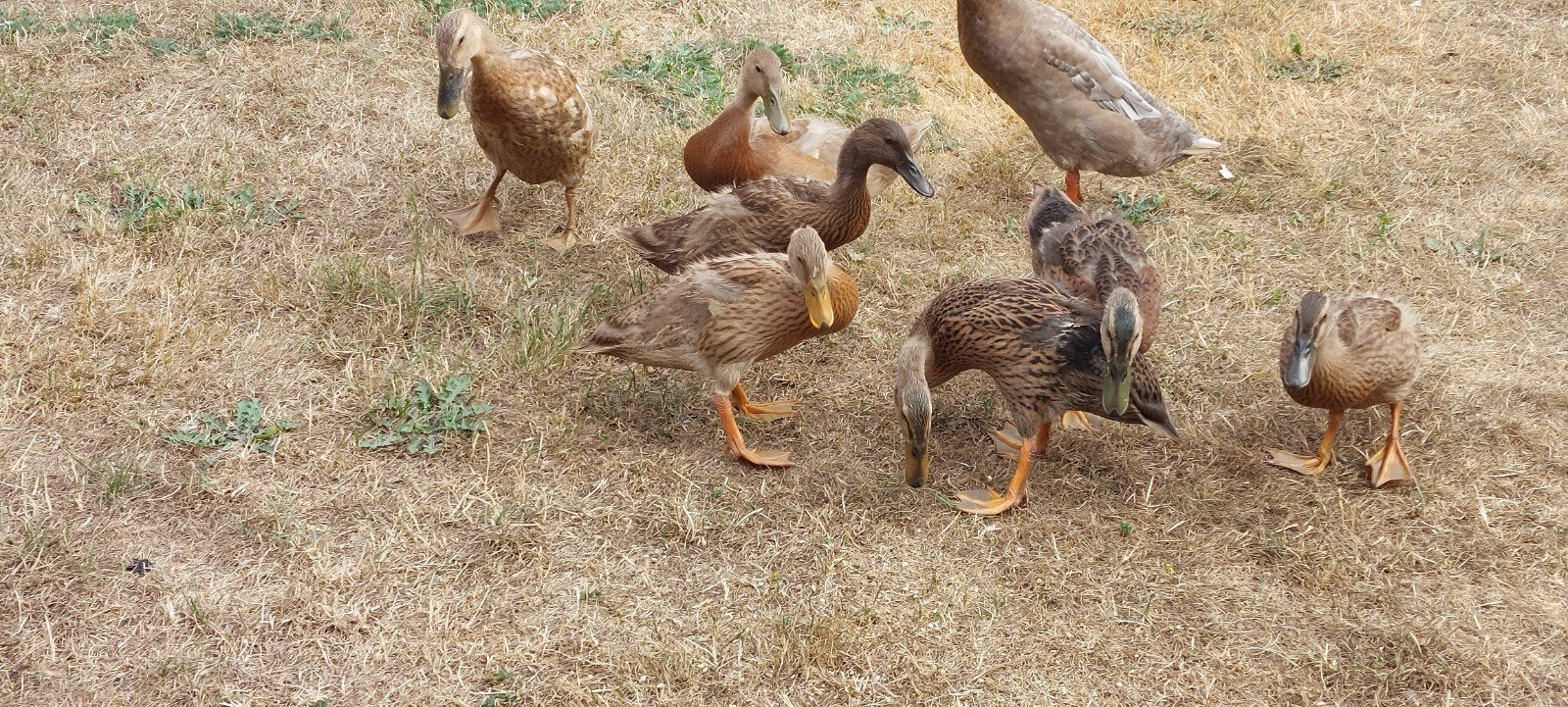 Loopeendjes, Dieren en Toebehoren, Pluimvee, Geslacht onbekend, Eend