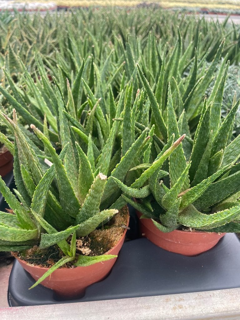 Succulenten,diverse soorten vetplanten in de 13 cm pot, Vetplant, Ophalen of Verzenden, In pot, Minder dan 100 cm