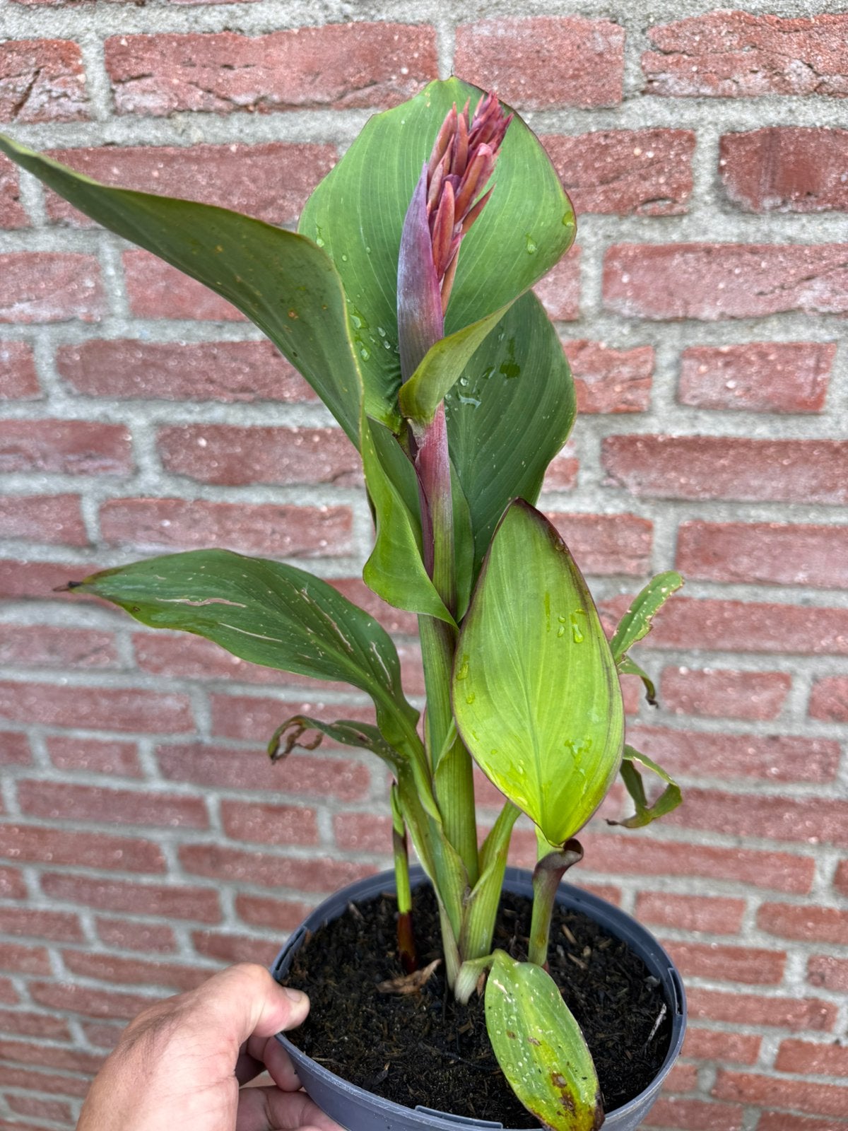 Hobby gekweekte canna’s, Tuin en Terras, Planten | Tuinplanten, Volle zon, Vaste plant, Zomer, Ophalen
