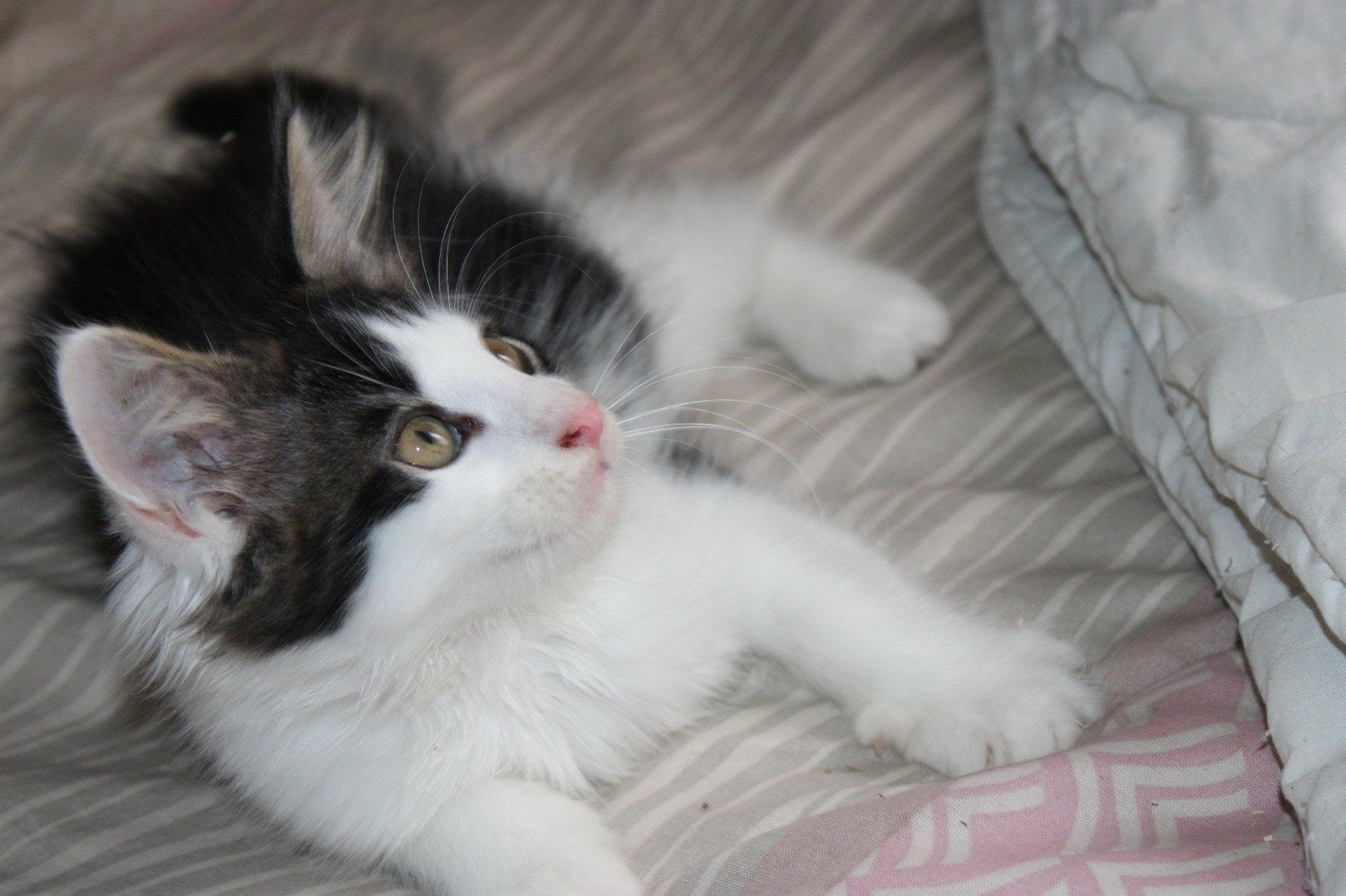 laatste harlekijn maine coon kitten. man, Dieren en Toebehoren, Kater, Ontwormd, 0 tot 2 jaar