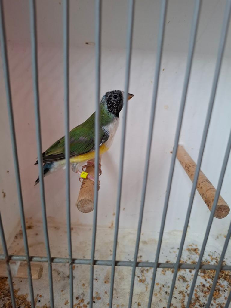 Gouldamadines, Meerdere dieren