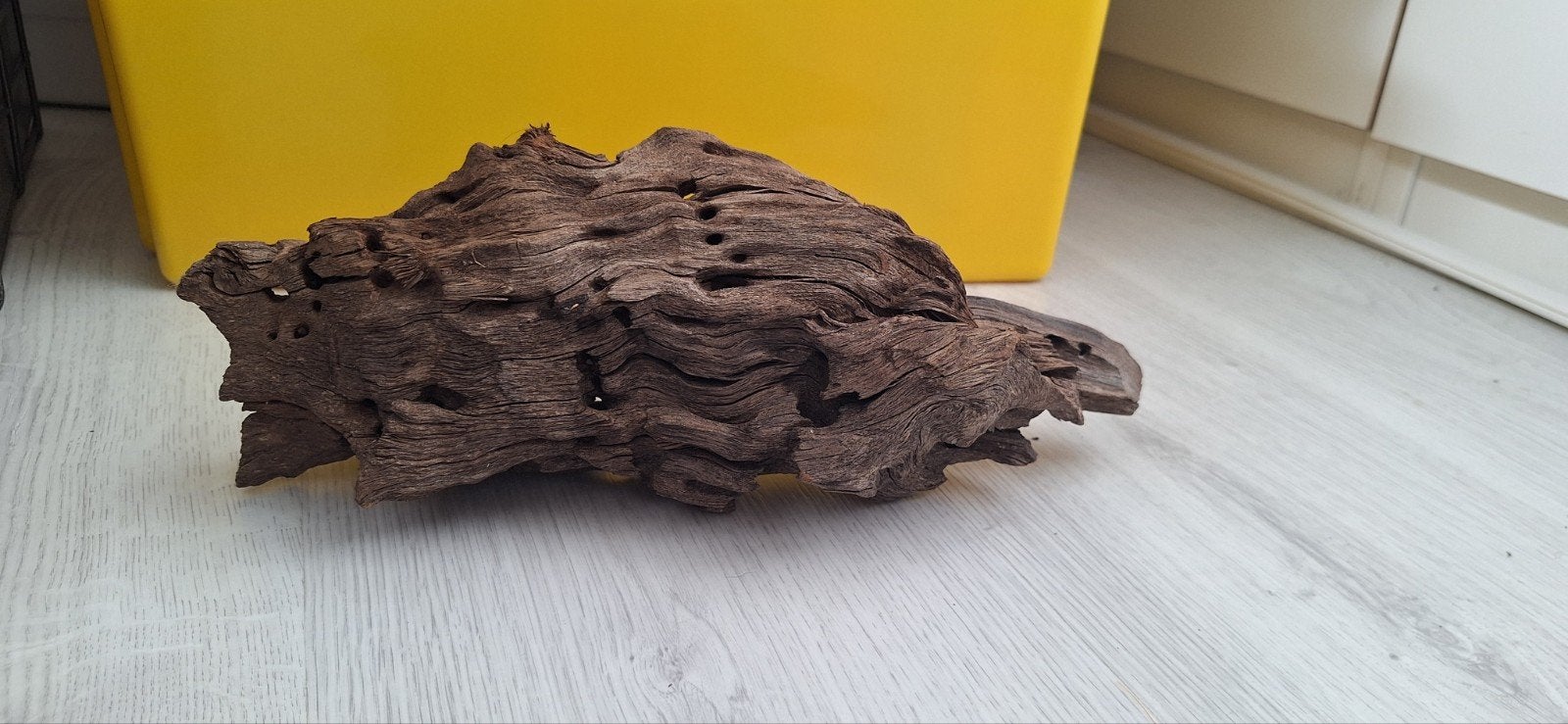 Aquarium ornament drijfhout., Geslacht onbekend