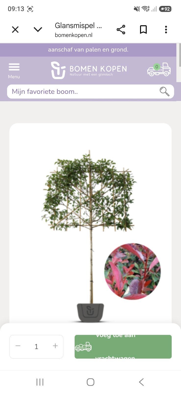 Leiboom Glansmispel (Photinia Fraseri Red Robin), Volle zon, Leiboom, Ophalen of Verzenden, Lente