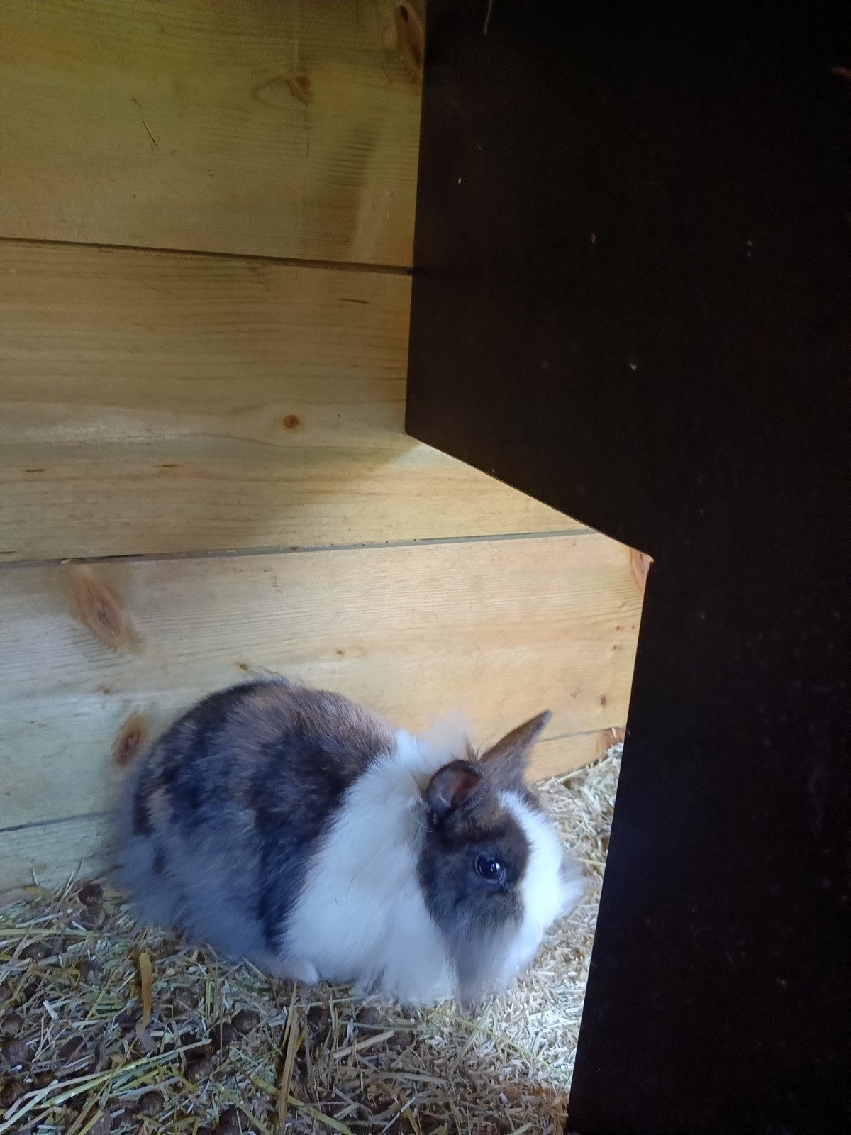 Dwergkonijn, Dieren en Toebehoren, Februari, Mannelijk, Cavia