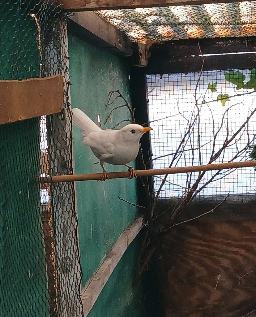 Merel pop mutatie, Meerdere dieren, Wildzangvogel, Geringd