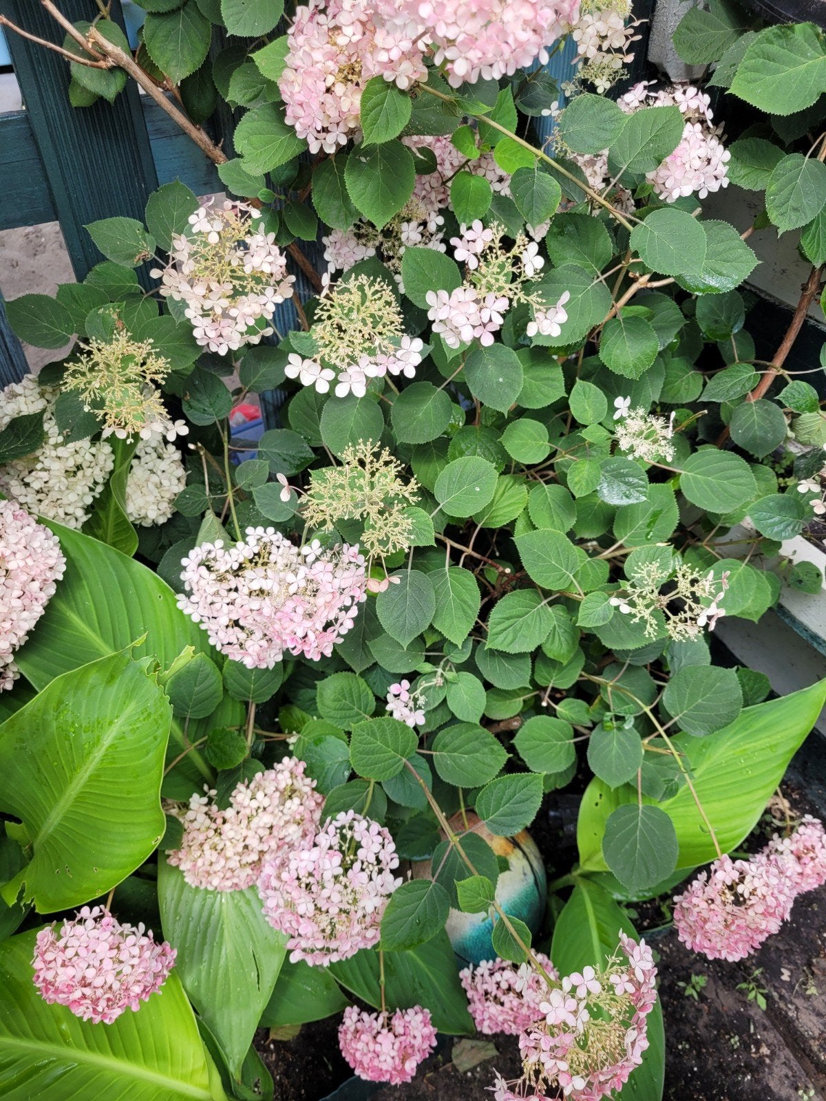 Roze Hortensia - Prachtige bloeier voor elke tuin, Tuin en Terras, Ophalen of Verzenden
