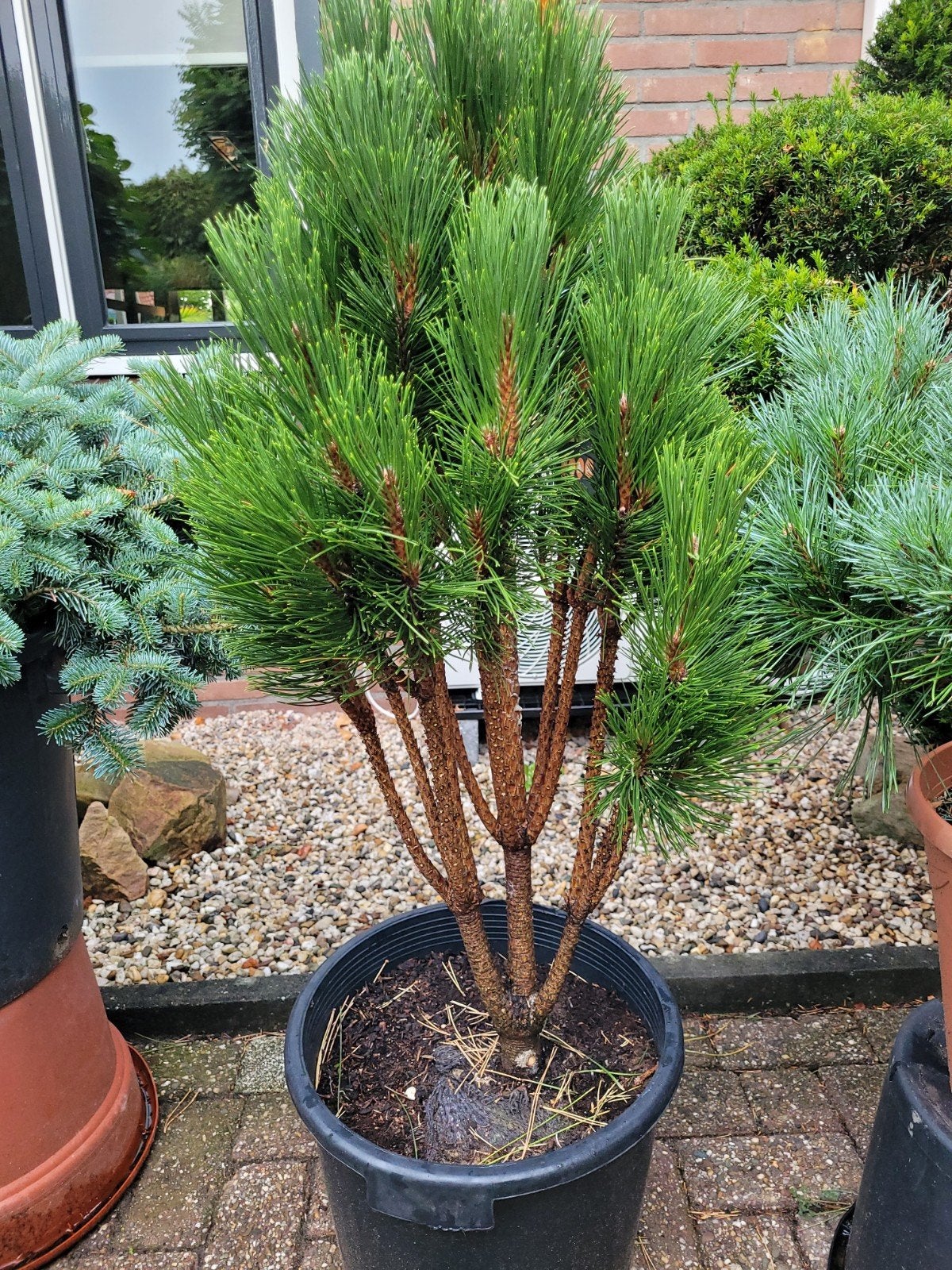 Pinus Nigra Pyramidalis - Oostenrijkse Zwarte Den, Ophalen