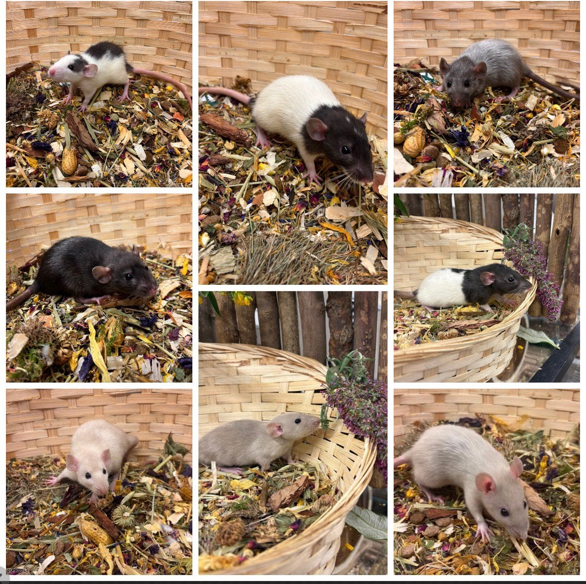 Jonge sociale, TAMME RATTEN ( VROUW, dumbo, van de fokker), Dieren en Toebehoren, Knaagdieren, Rat, Juni, Vrouwelijk, Tam