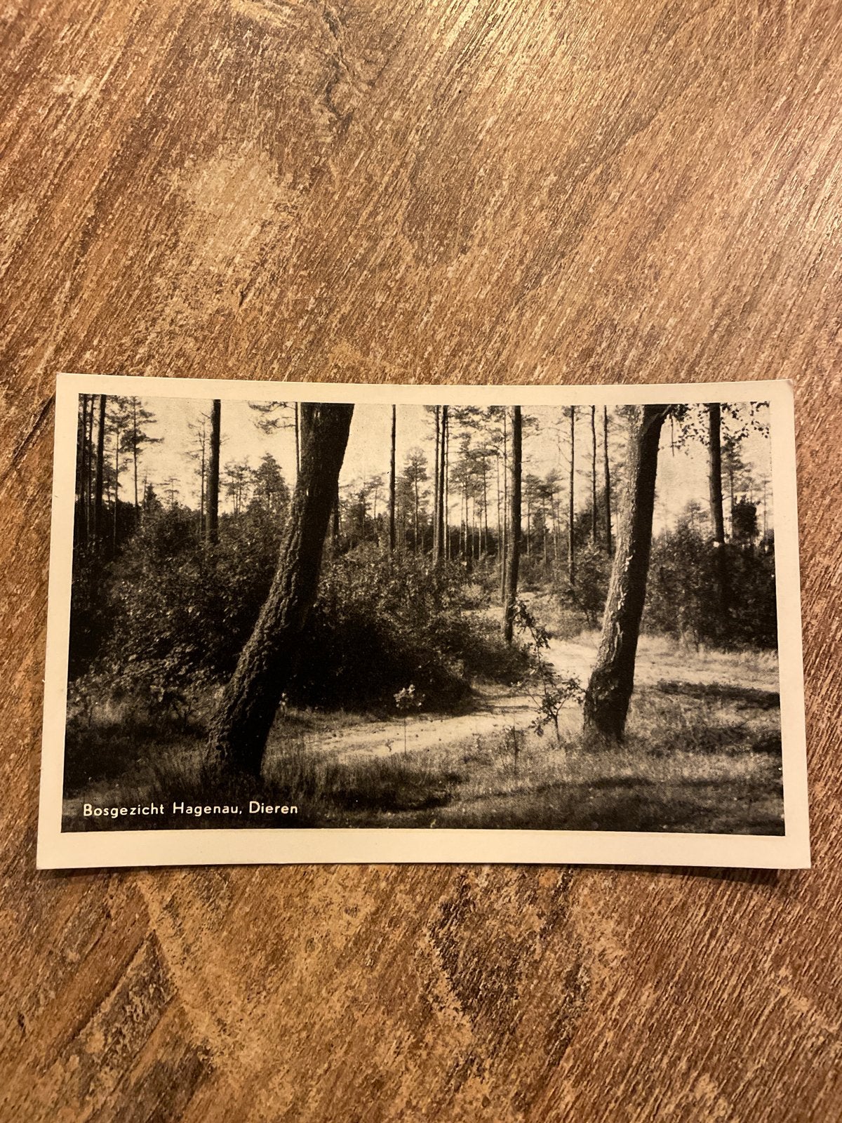 Oude ansichtkaart Bosgezicht Hagenau, Dieren (Gelderland), Ophalen of Verzenden, Ongelopen, Gelderland
