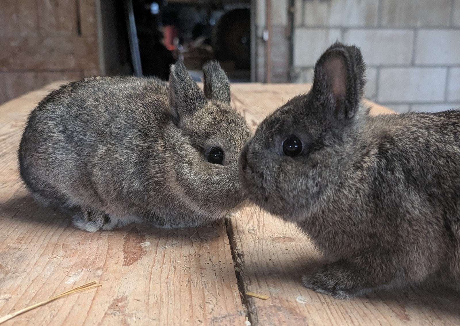Dwergkonijnen, Dieren en Toebehoren, Konijnen, Meerdere dieren, Dwerg, 0 tot 2 jaar