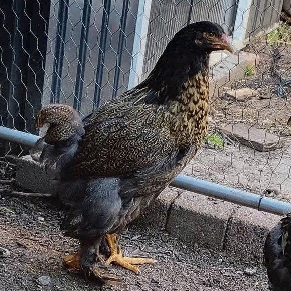 Brahma hennen (en eventueel hanen), Vrouwelijk, Kip