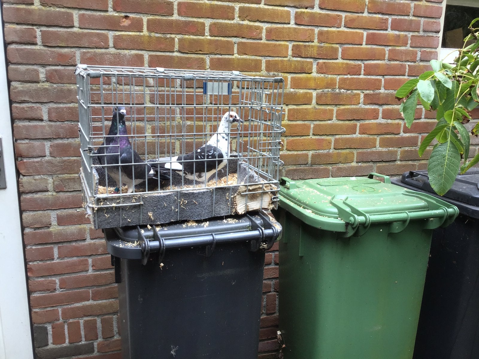 Postduiven, Meerdere dieren, Postduif