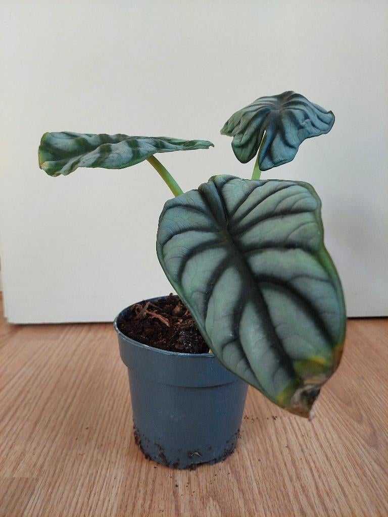 Alocasia Baginda 'Silver Dragon' - Olifantsoor H: 30 cm., Huis en Inrichting, Kamerplanten, Ophalen, Overige soorten, Halfschaduw