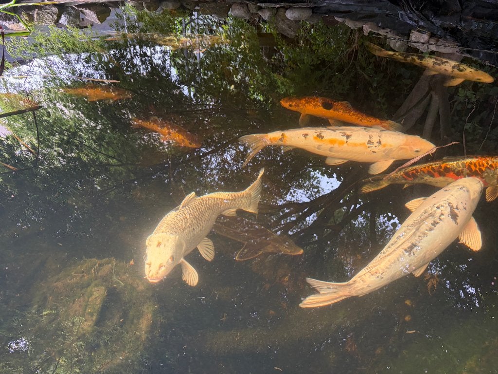 Koopje, vijvervissen!, Dieren en Toebehoren, Goudvis(sen)