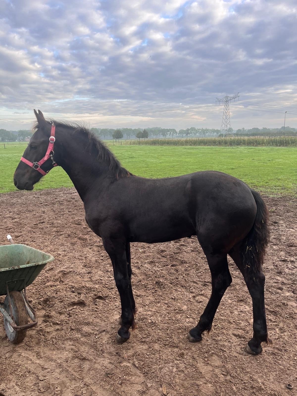 Fries hengst veulen  kees. X omer  2 premie, Dieren en Toebehoren, Minder dan 160 cm, Niet van toepassing, 0 tot 2 jaar, Hengst