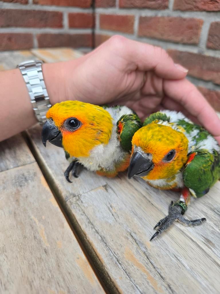 Super tamme baby Jendaya aratinga's, Dieren en Toebehoren, Vogels | Parkieten en Papegaaien, Papegaai, Geringd