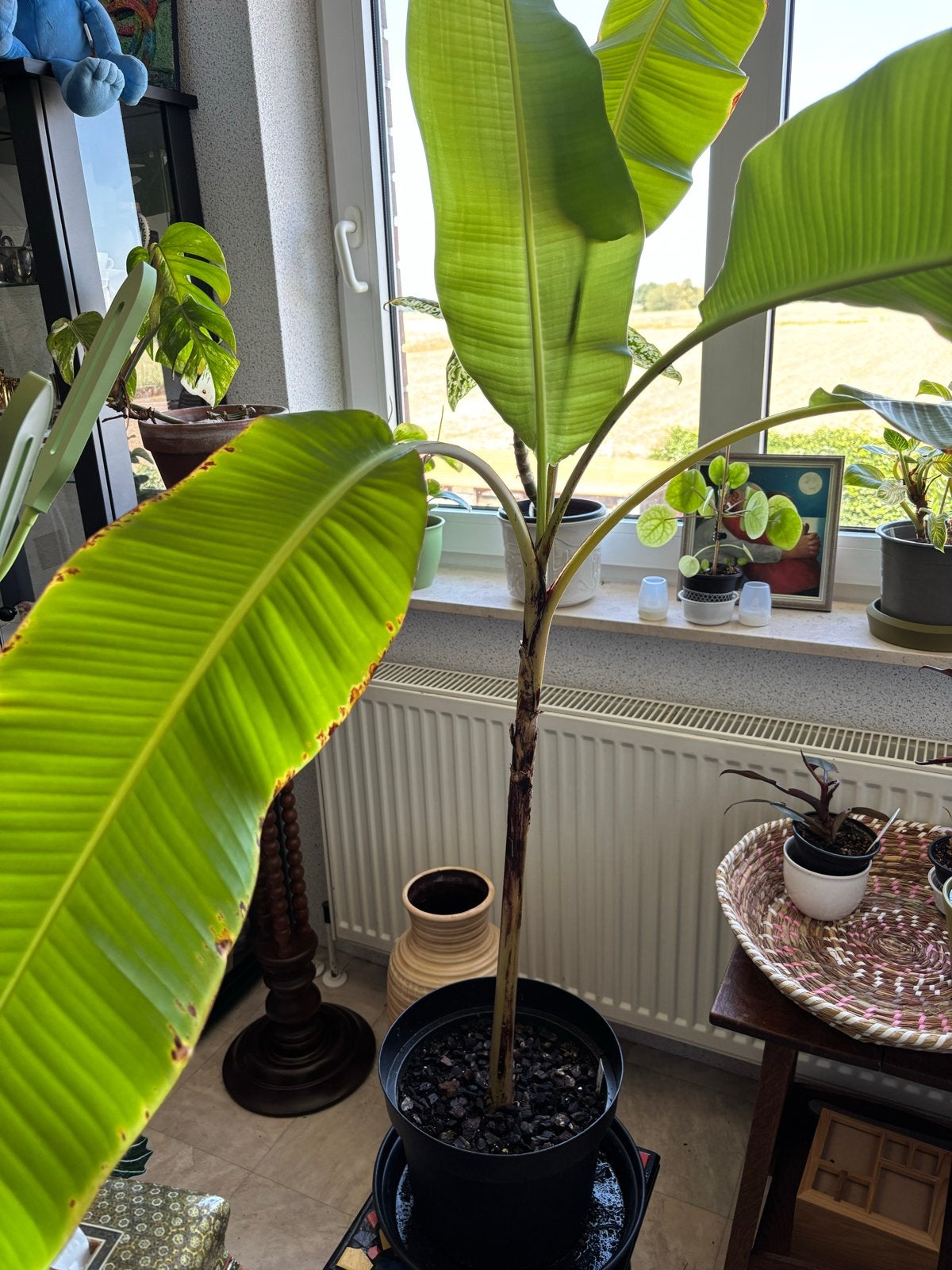 Musa Papua bananenplant - 1,5 meter hoog, Ophalen, Overige soorten, Halfschaduw, 150 tot 200 cm