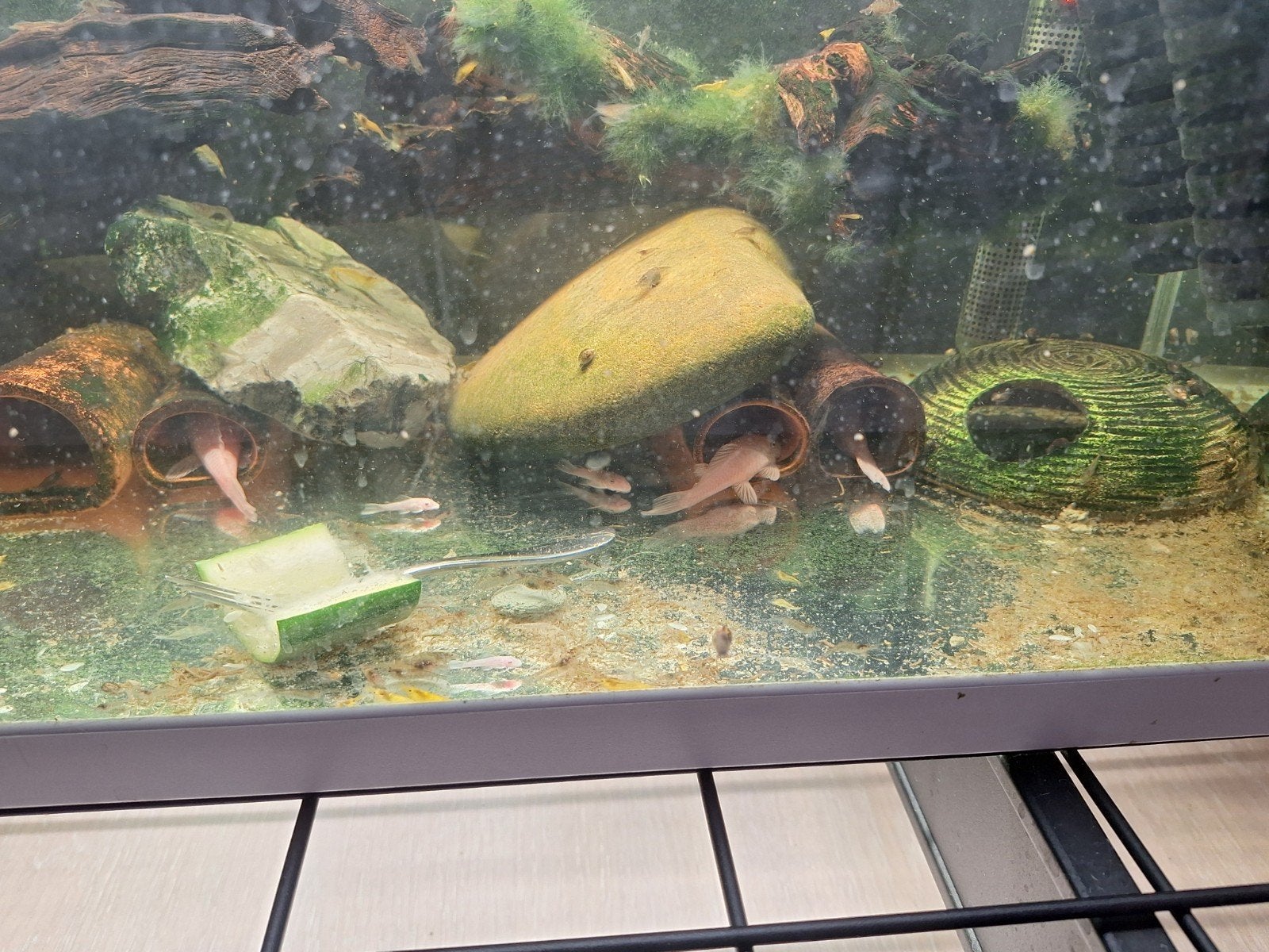 L144 Snow White Shortfin Algeneter, Vis, Zoetwatervis, Schoolvis