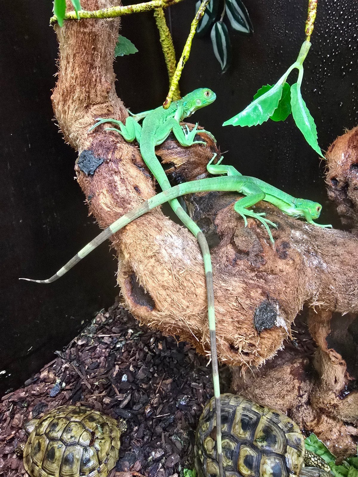 Prachtige groene leguanen (Iguana iguana) beschikbaar.

Nede