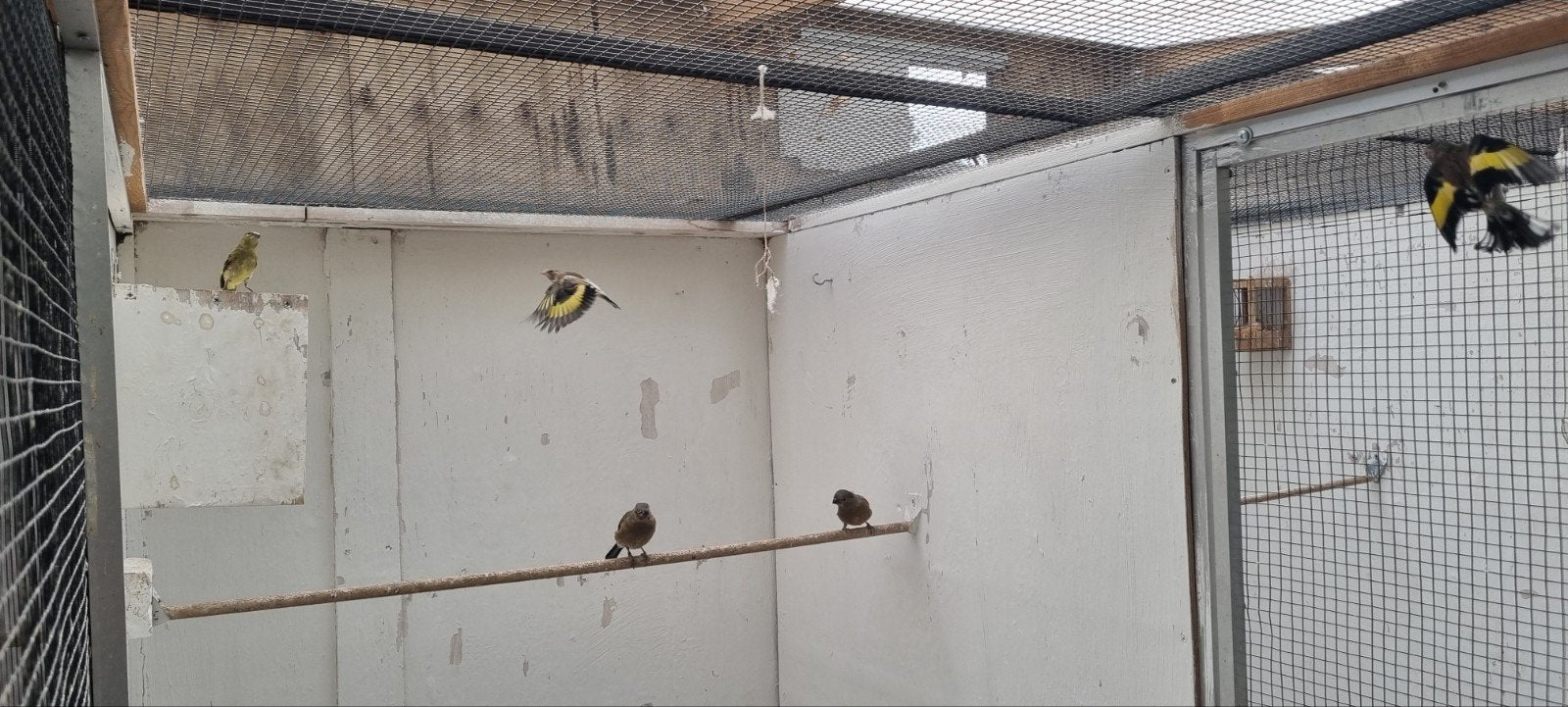 Te koop, majoor putters,zwartkopsijsen 2026, Dieren en Toebehoren, Vogels | Overige Vogels
