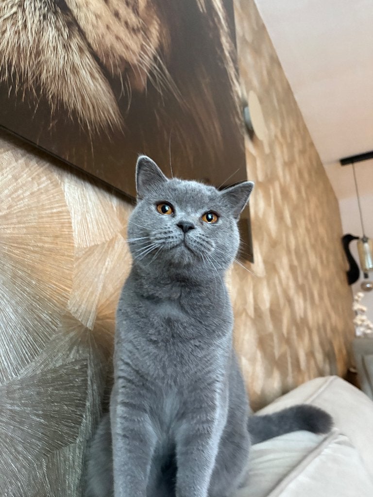 Deze lieve poes zoekt een warm huisje, Poes, 0 tot 2 jaar