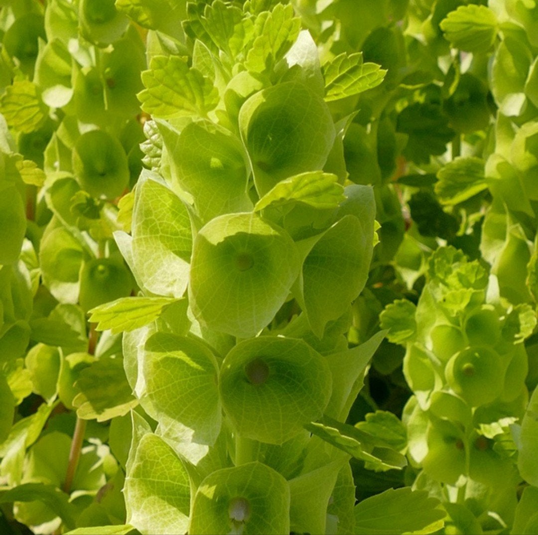 Zaden klokken van Ierland - Moluccella laevis, Verzenden, Voorjaar, Volle zon, Zaad