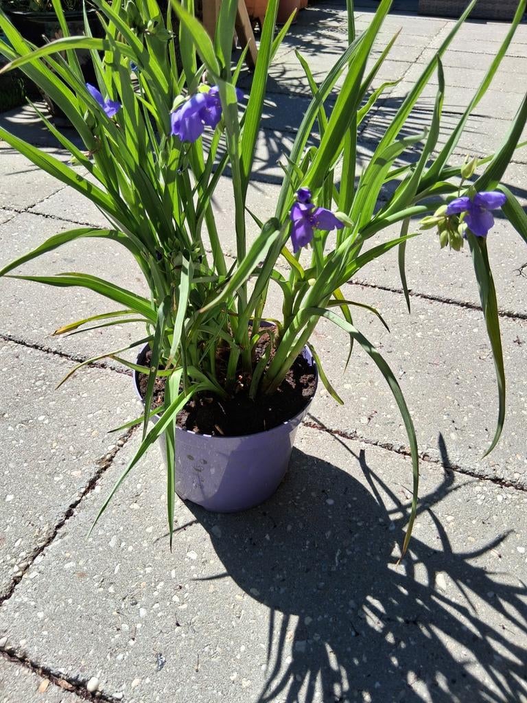 Eendagsbloem Tradescantia Zwanenburg blue, Tuin en Terras, Ophalen, Vaste plant, Overige soorten, Volle zon