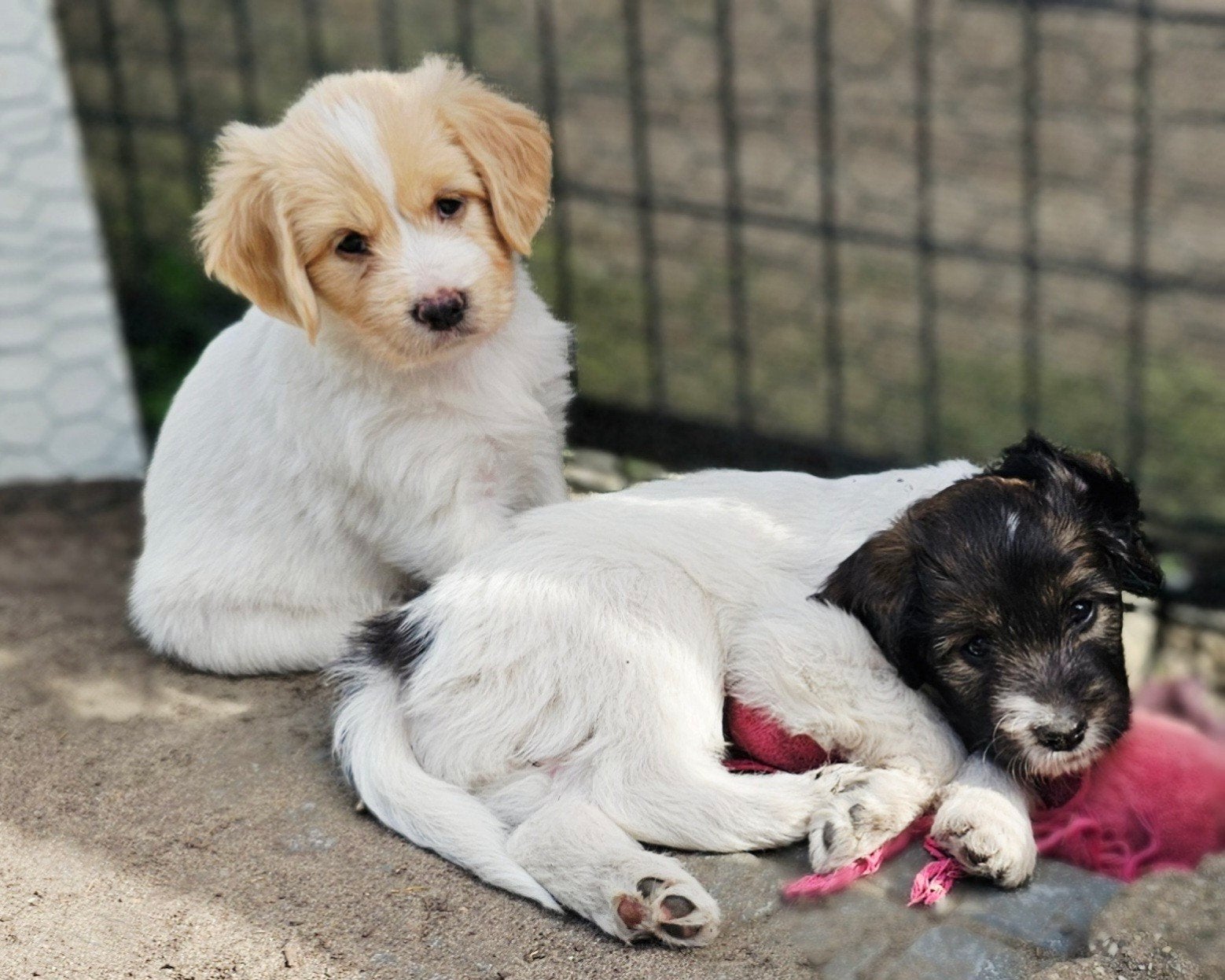 Super leuke en lieve doodle-mix pups!, Dieren en Toebehoren, Honden | Retrievers, Spaniëls en Waterhonden, Parvo, Overige rassen