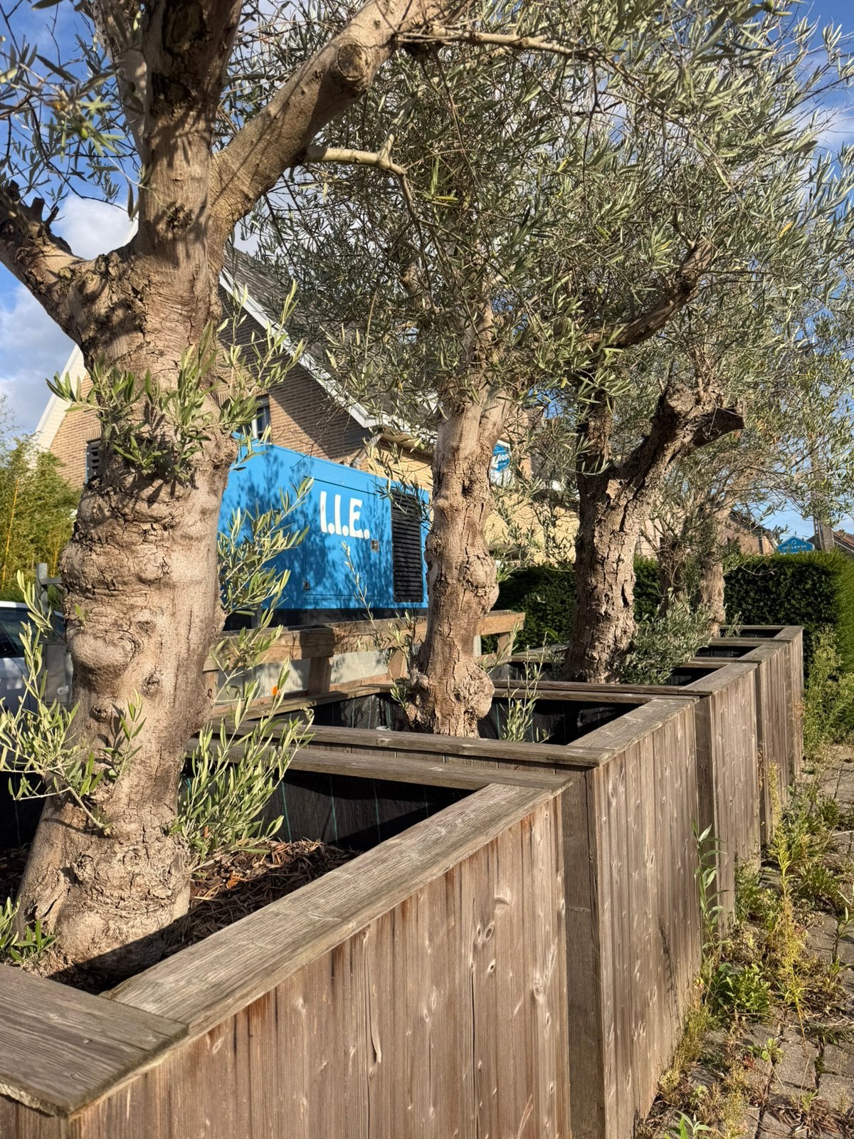Volwassn OLIJFBOMEN met oude takken, Tuin en Terras, Ophalen, Zo goed als nieuw, 60 tot 100 cm, 60 cm of meer