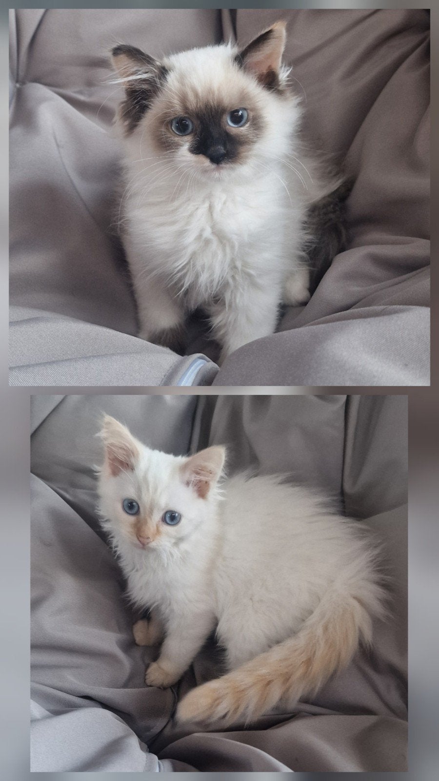 ragdoll kittens, Meerdere dieren, Ontwormd