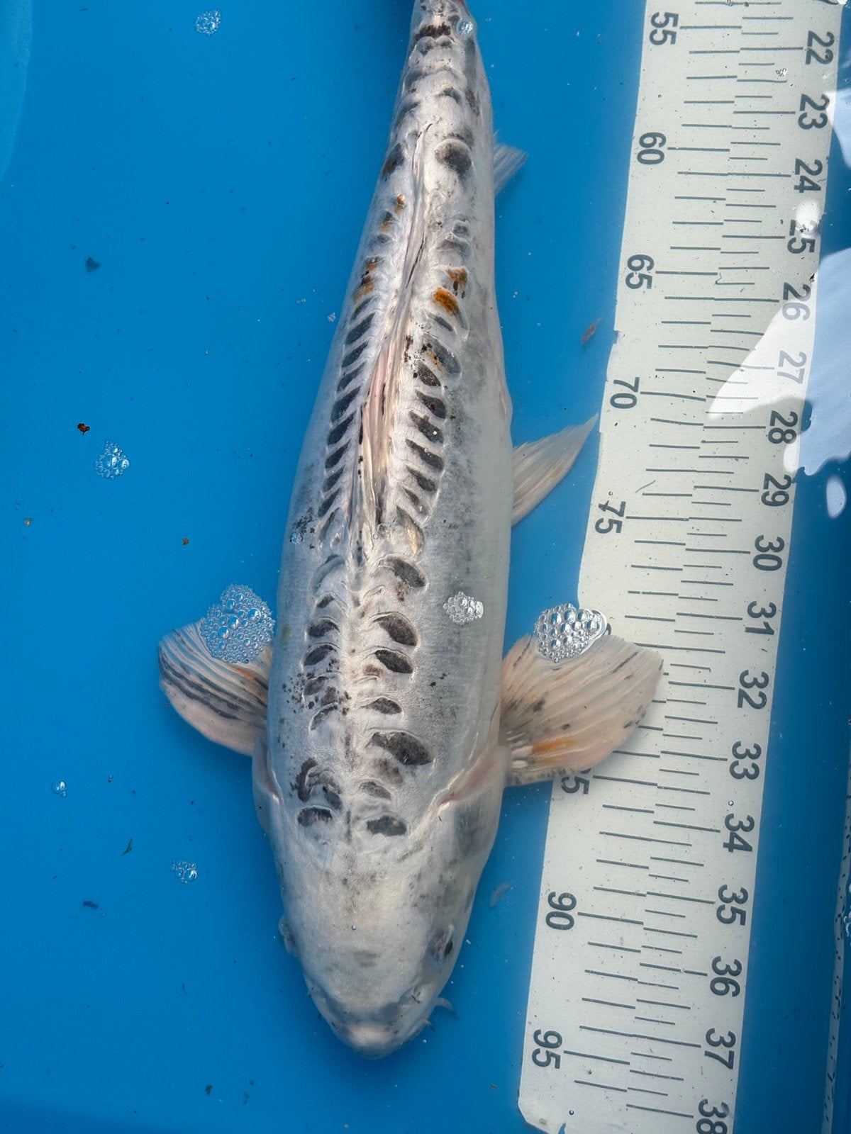 50 cm koi, Karper of Koi