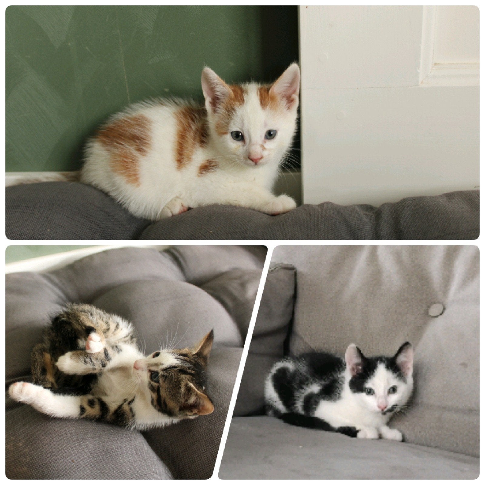 Nog 3 lieve kittens zoeken een huisje, Dieren en Toebehoren, Katten en Kittens | Overige Katten, Kater, Kortharig, 0 tot 2 jaar