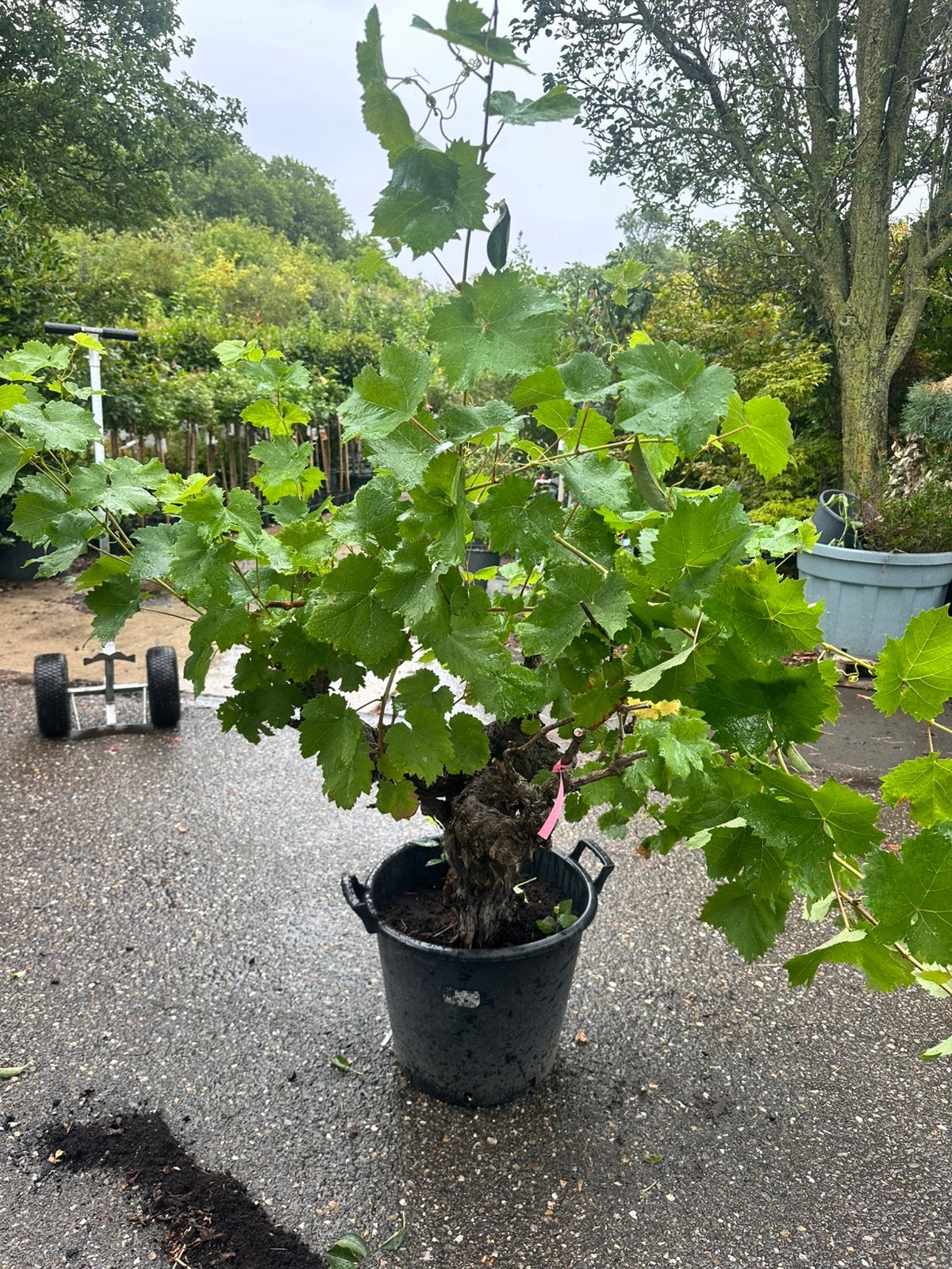 Oude druivenplant, Ophalen, Minder dan 100 cm, Halfschaduw, Lente