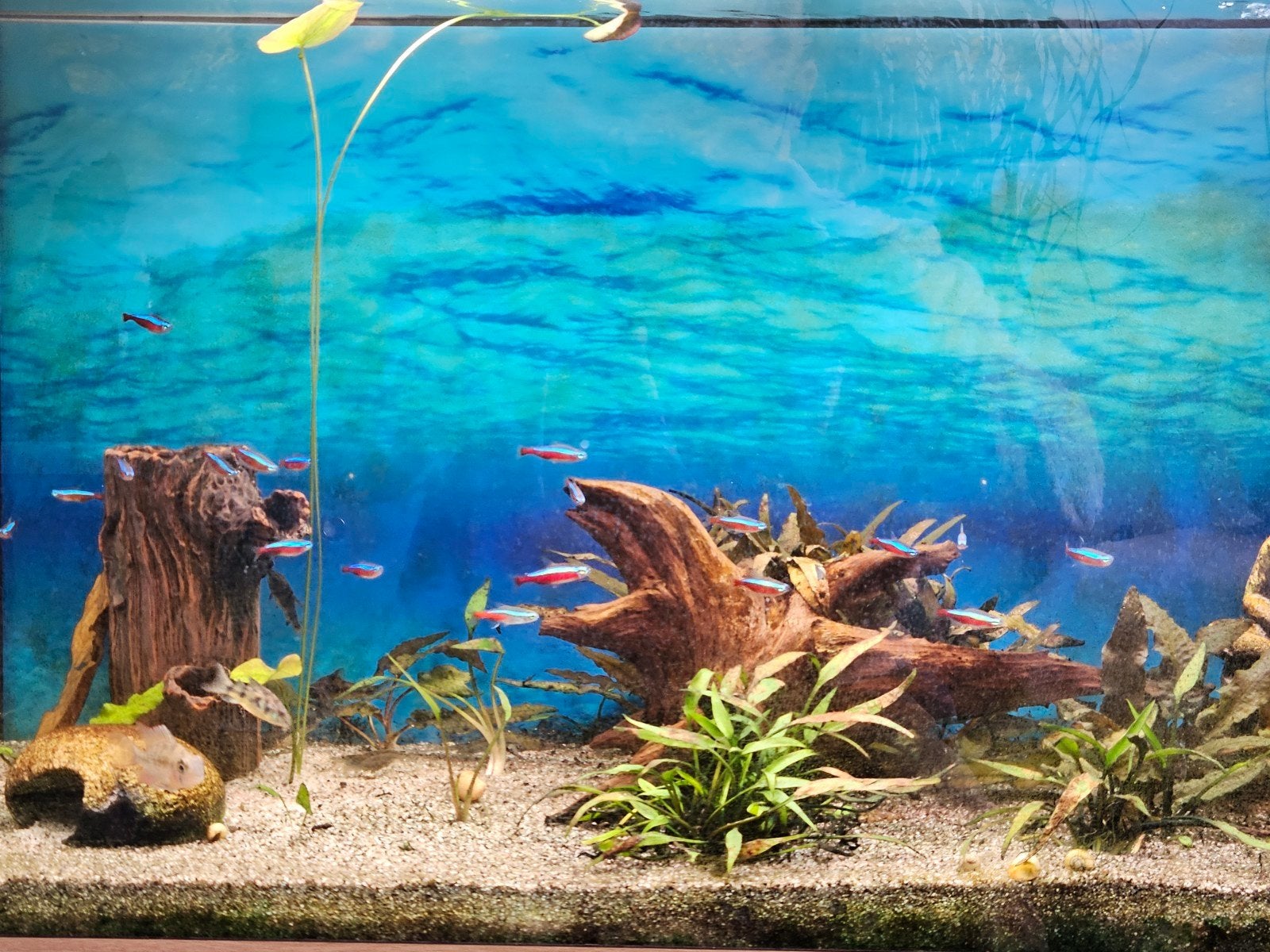 mooi net Aquarium te koop met klein vis bestand, Ophalen, Zo goed als nieuw, Gevuld zoetwateraquarium