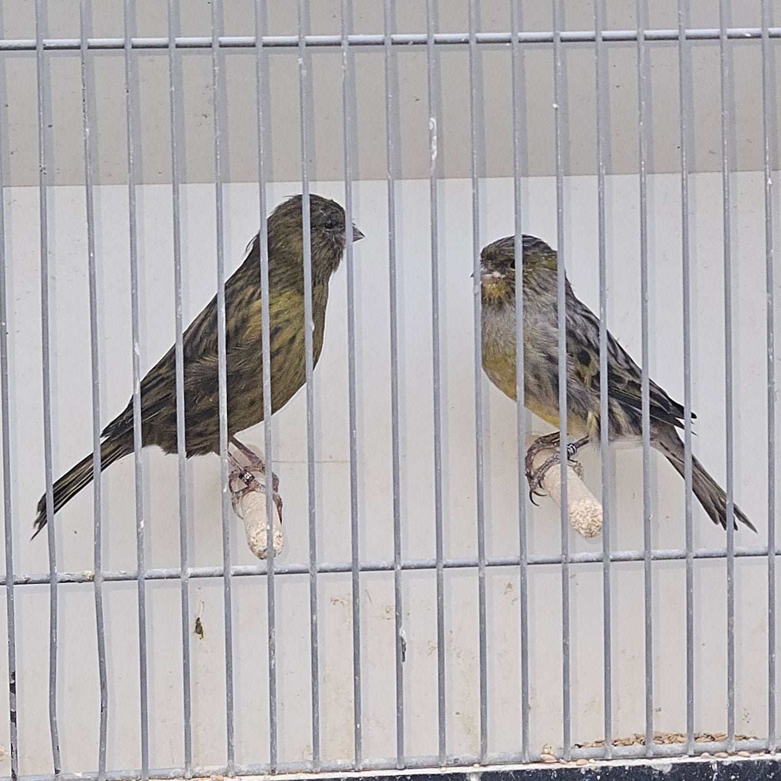 zwart geel kobalt koppel kanaries, Dieren en Toebehoren, Meerdere dieren, Kleurkanarie