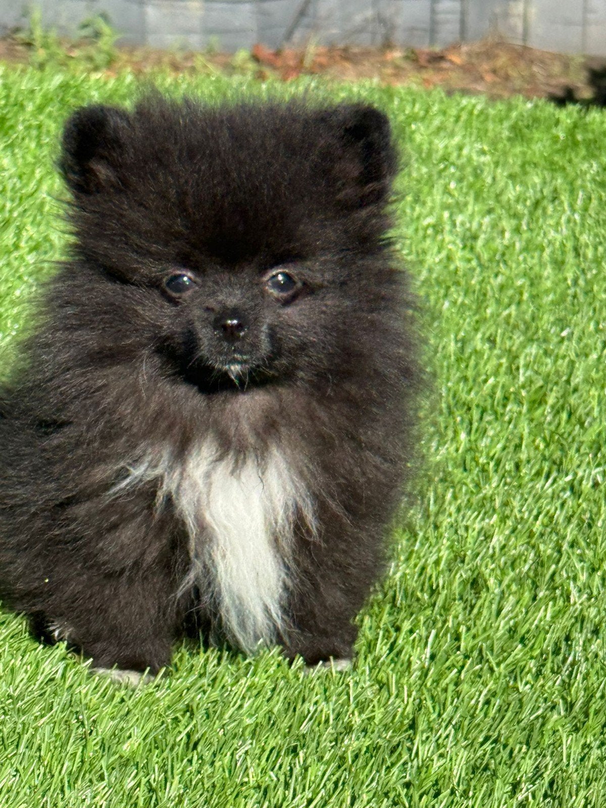 Te koop mooie super klein Pomeriaan pupje
