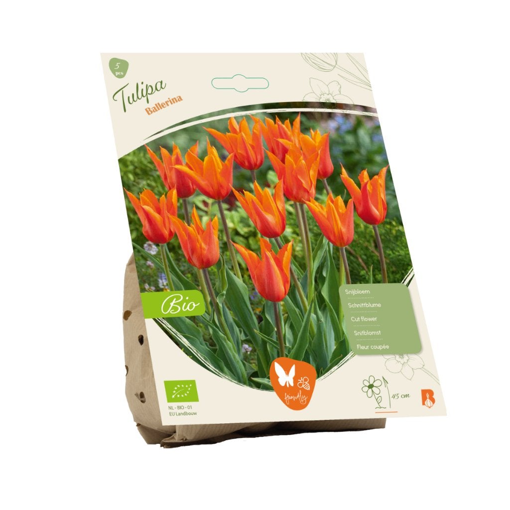 Tulp (Tulipa Ballerina) BIOLOGISCH, Ophalen of Verzenden, Najaar, Volle zon, Bloembol