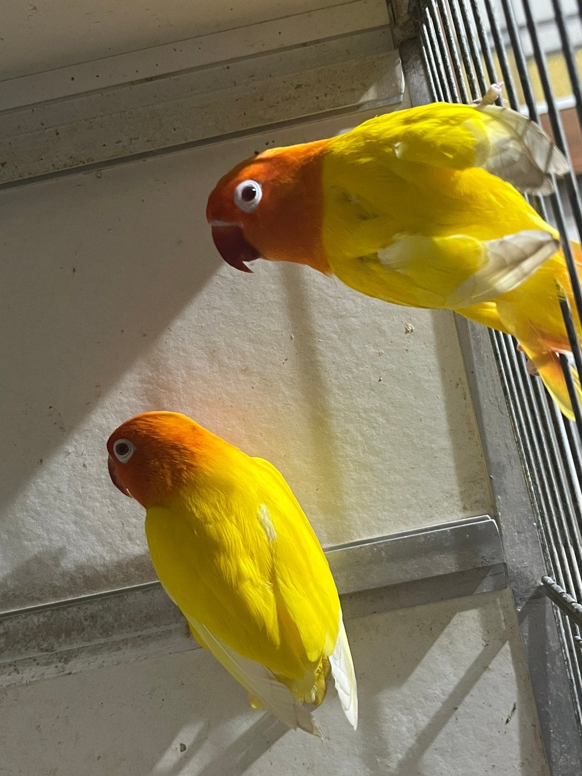 Koppel Fischeri Lutino Opaline Geringd 2023/2024, Meerdere dieren, Dwergpapegaai of Agapornis, Geringd