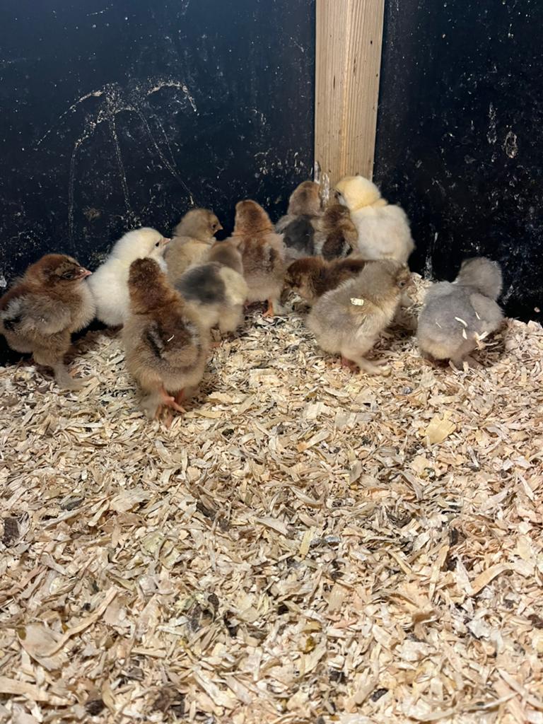 Brahma groot kuikens, Dieren en Toebehoren, Pluimvee, Geslacht onbekend, Kip