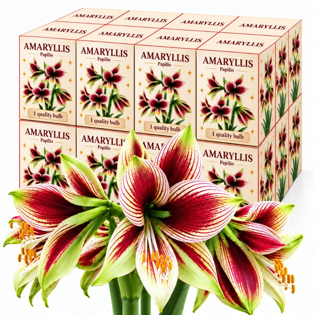 amaryllis bloembol in gift box 24 stuks, Tuin en Terras, Ophalen of Verzenden, Gehele jaar, Halfschaduw, Bloembol
